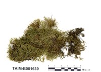 藏品(青苔)的圖片